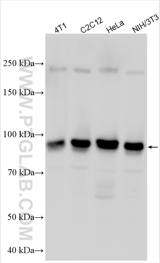 Western Blot (WB) analysis of various lysates using ADARB1 Polyclonal antibody (22248-1-AP)