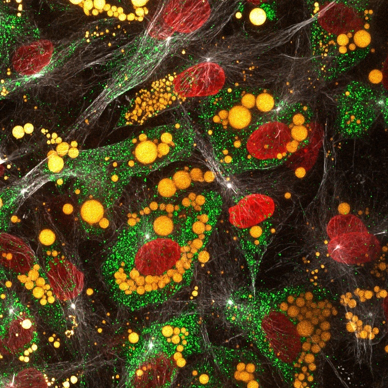 Immunofluorescence (IF) / fluorescent staining of human adipose-derived mesenchymal stem cells using Adiponectin Monoclonal antibody (66239-1-Ig)