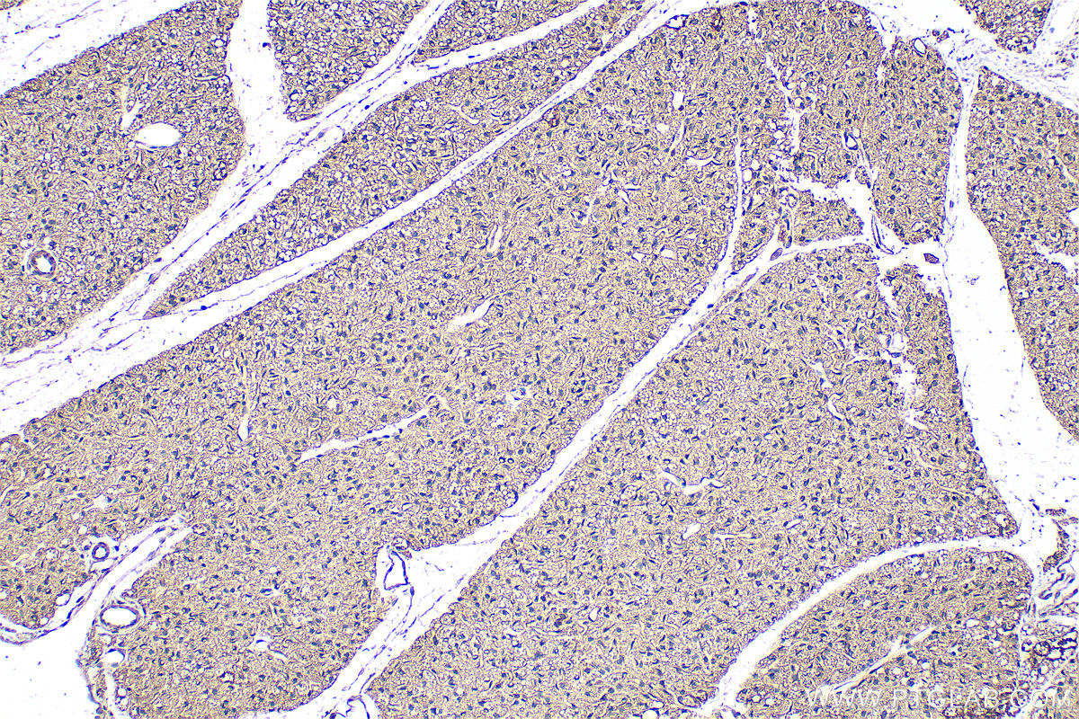 Immunohistochemistry (IHC) staining of mouse brown adipose tissue using Adiponectin Monoclonal antibody (66239-1-Ig)