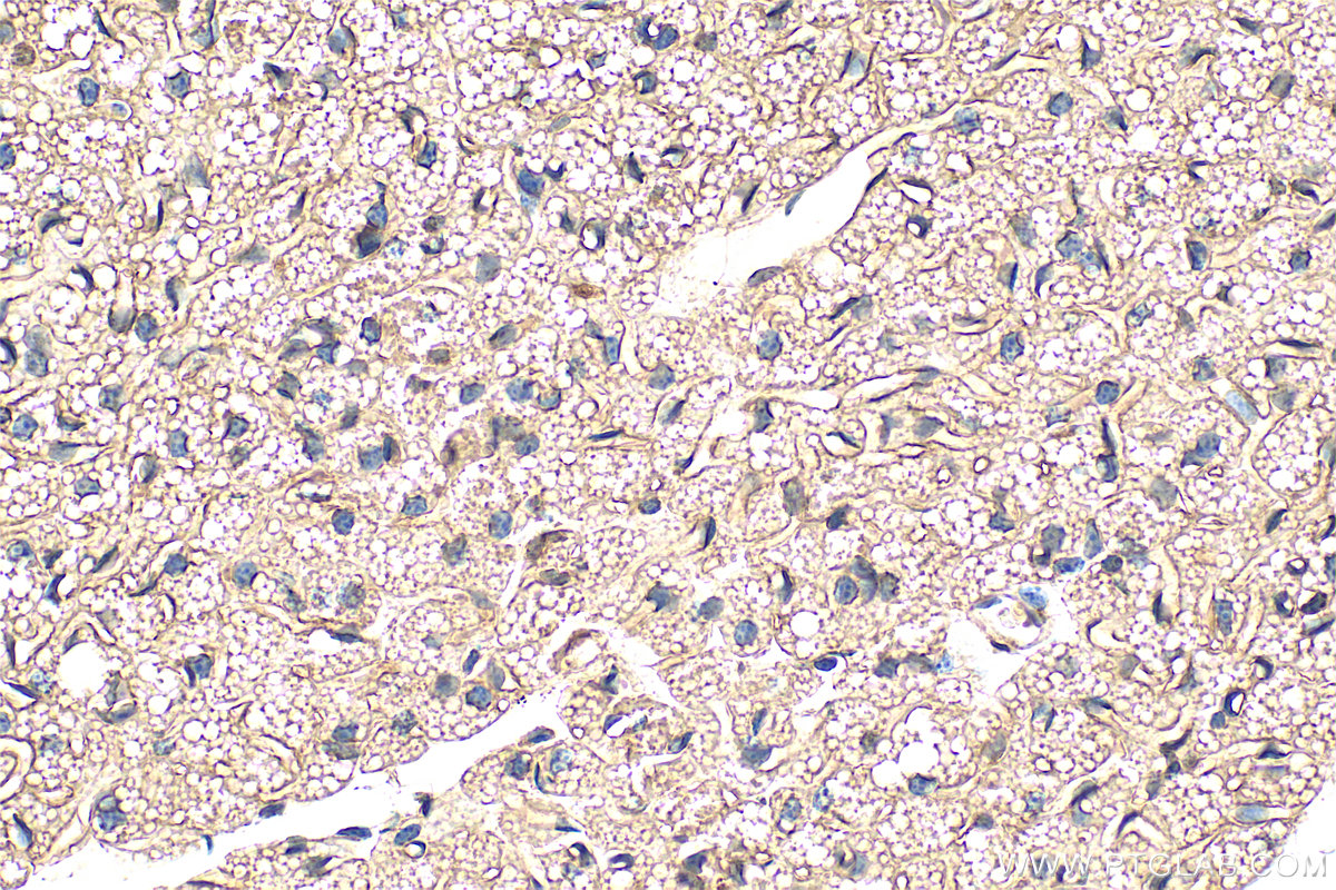 Immunohistochemistry (IHC) staining of mouse brown adipose tissue using Adiponectin Monoclonal antibody (66239-1-Ig)