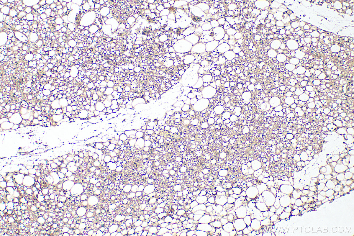 Immunohistochemistry (IHC) staining of rat brown adipose tissue using Adiponectin Monoclonal antibody (66239-1-Ig)