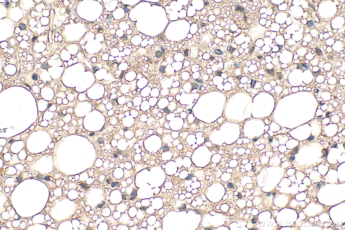 Immunohistochemistry (IHC) staining of rat brown adipose tissue using Adiponectin Monoclonal antibody (66239-1-Ig)