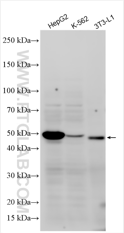 Western Blot (WB) analysis of various lysates using Perilipin-2 Polyclonal antibody (15294-1-AP)