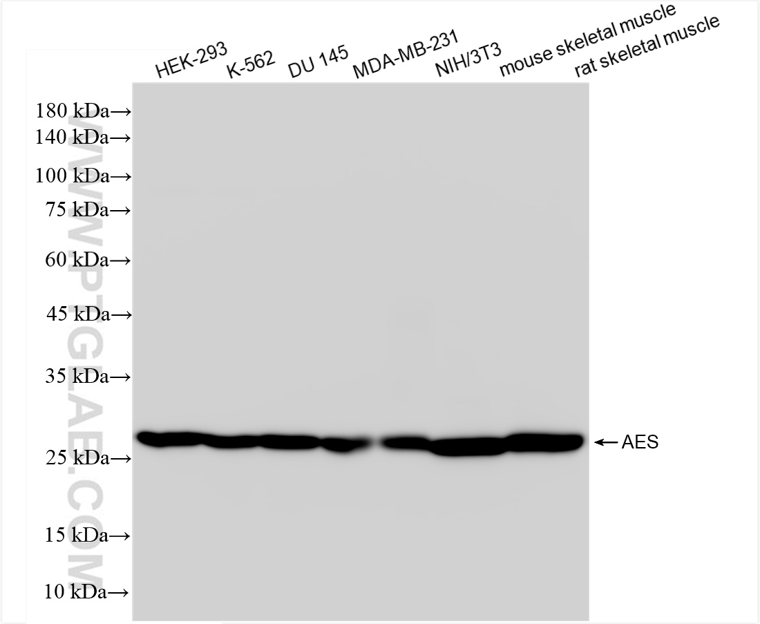 Western Blot (WB) analysis of various lysates using AES Recombinant antibody (83878-5-RR)