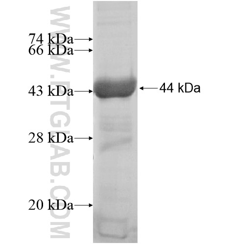 AFAP1 fusion protein Ag15912 SDS-PAGE