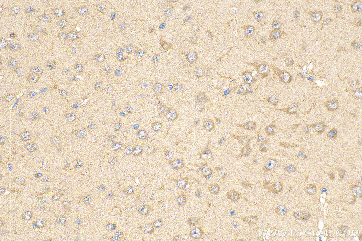 Immunohistochemistry (IHC) staining of mouse brain tissue using AFM Monoclonal antibody (66113-1-Ig)