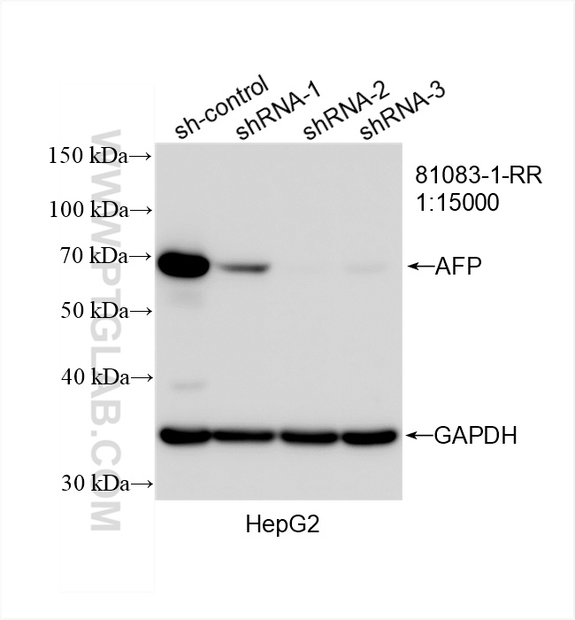 Western Blot (WB) analysis of HepG2 cells using AFP Recombinant antibody (81083-1-RR)