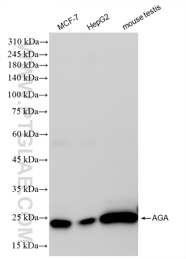 Western Blot (WB) analysis of various lysates using AGA Recombinant antibody (83442-6-RR)