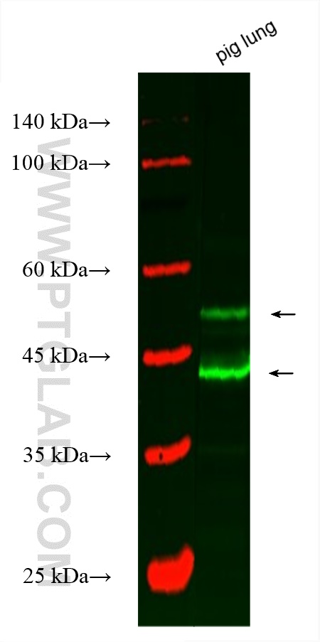 Western Blot (WB) analysis of various lysates using CoraLite® Plus 488-conjugated AGER/RAGE Monoclonal (CL488-66833)