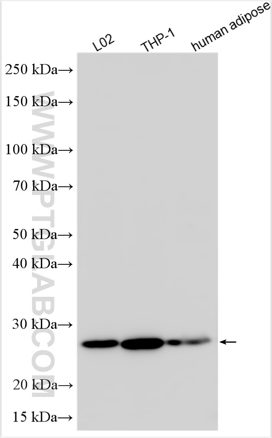 Western Blot (WB) analysis of various lysates using AGPAT2 Polyclonal antibody (31483-1-AP)