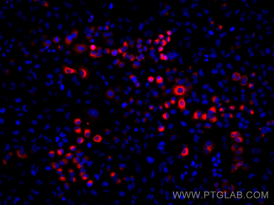 Immunofluorescence (IF) / fluorescent staining of A549 cells using AGR2 Monoclonal antibody (66768-1-Ig)