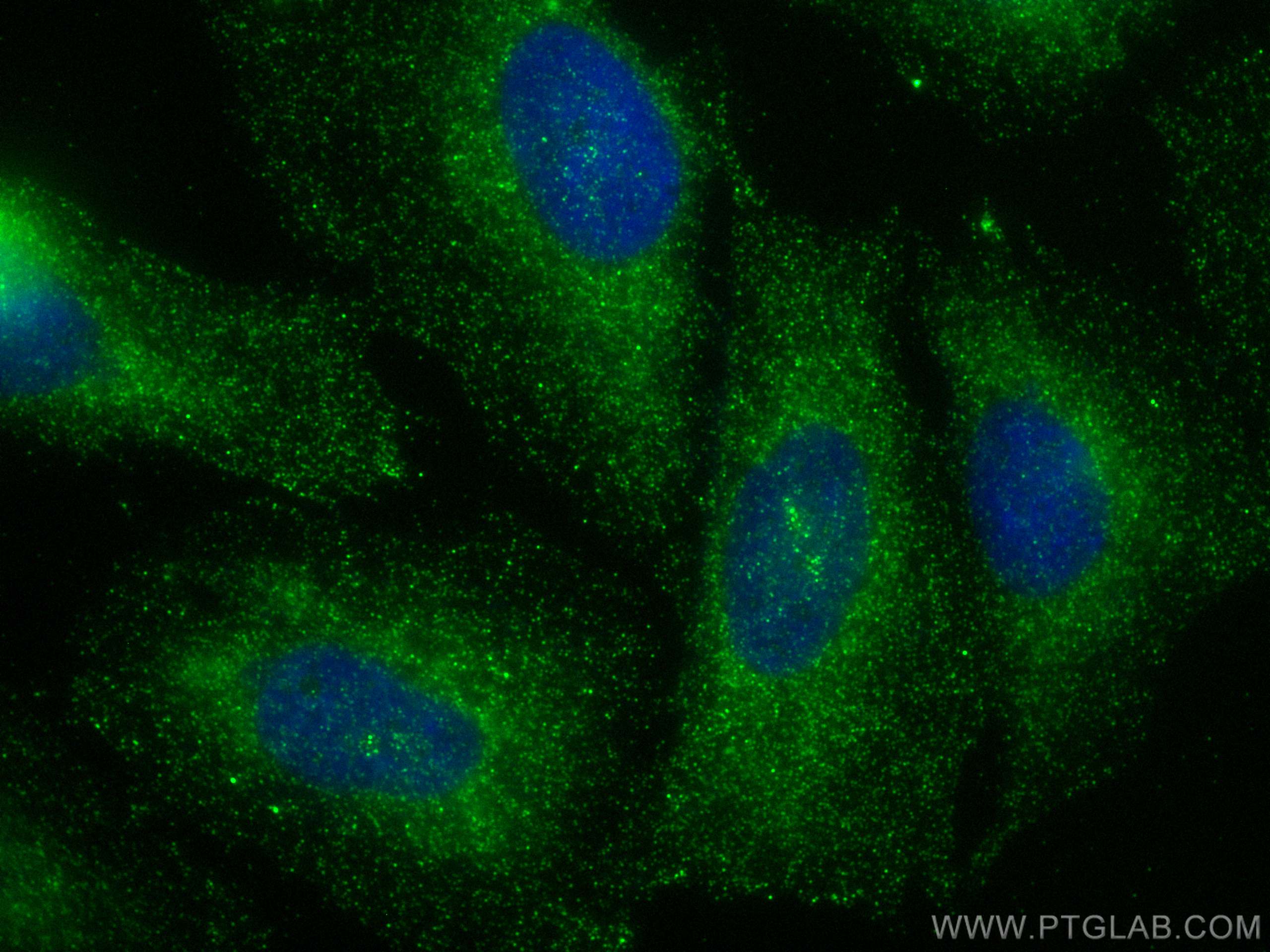 Immunofluorescence (IF) / fluorescent staining of Saos-2 cells using AGRN Polyclonal antibody (20692-1-AP)