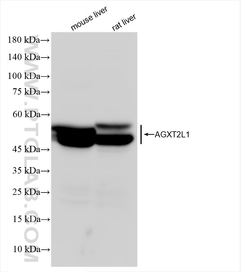 Western Blot (WB) analysis of various lysates using AGXT2L1 Recombinant antibody (83984-6-RR)