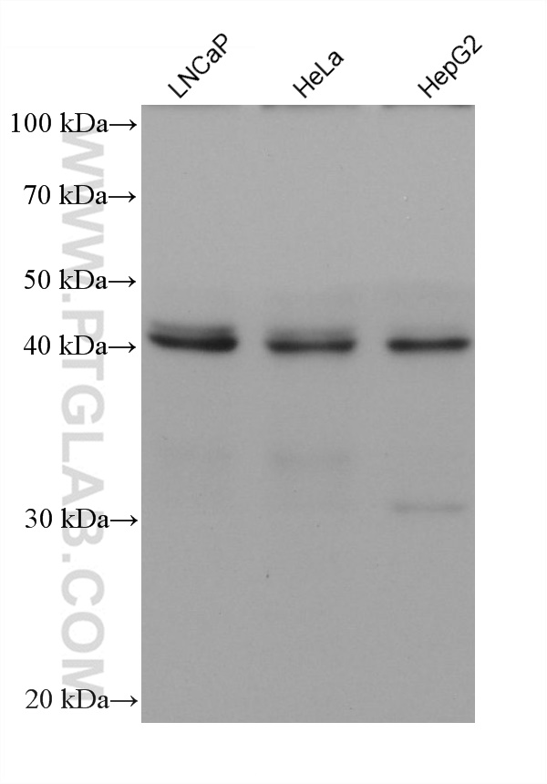 Western Blot (WB) analysis of various lysates using AHCY Monoclonal antibody (66019-1-Ig)