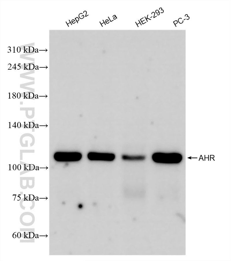 Western Blot (WB) analysis of various lysates using AHR Recombinant antibody (83369-5-RR)