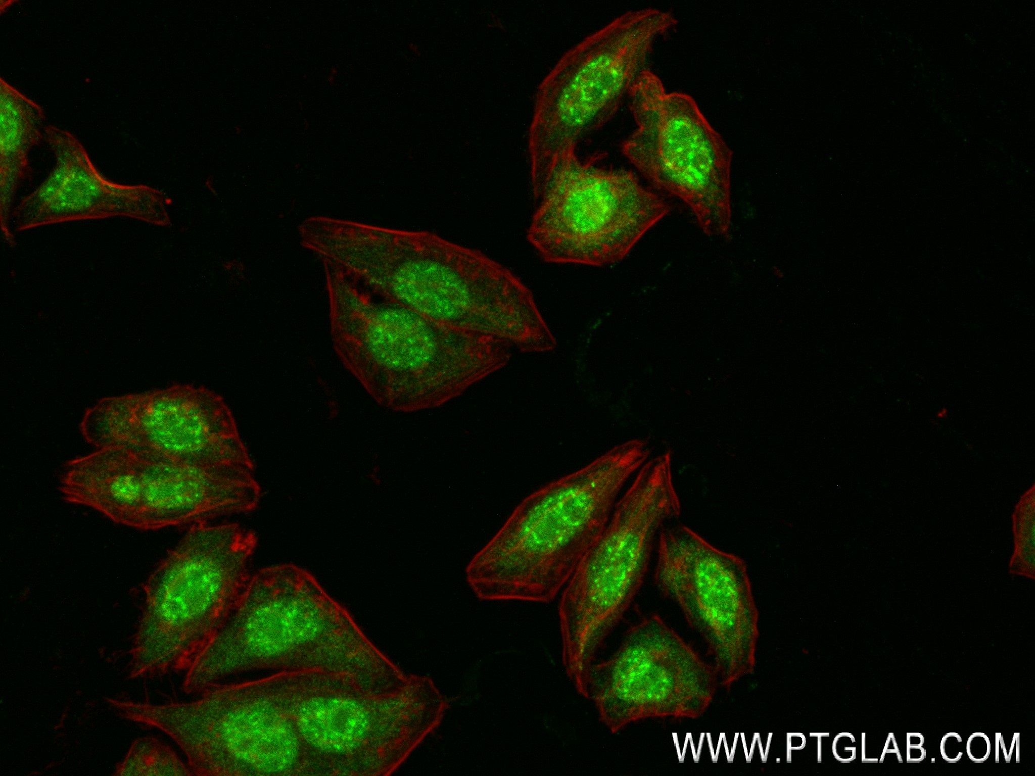 Immunofluorescence (IF) / fluorescent staining of HepG2 cells using AHR Recombinant antibody (83369-6-RR)