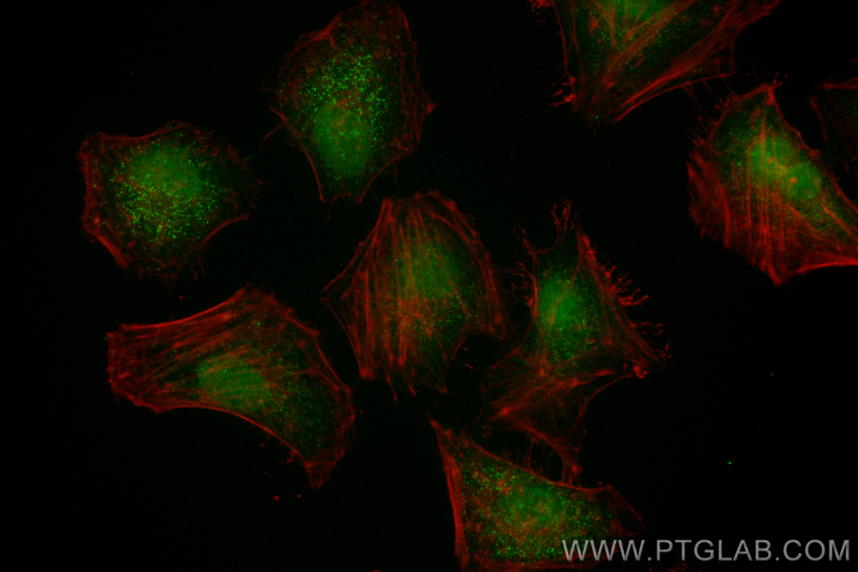 Immunofluorescence (IF) / fluorescent staining of HeLa cells using CoraLite® Plus 488-conjugated AHR Recombinant mono (CL488-83369-6)