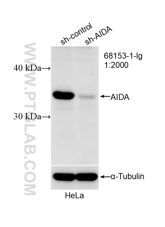 Western Blot (WB) analysis of HeLa cells using AIDA Monoclonal antibody (68153-1-Ig)