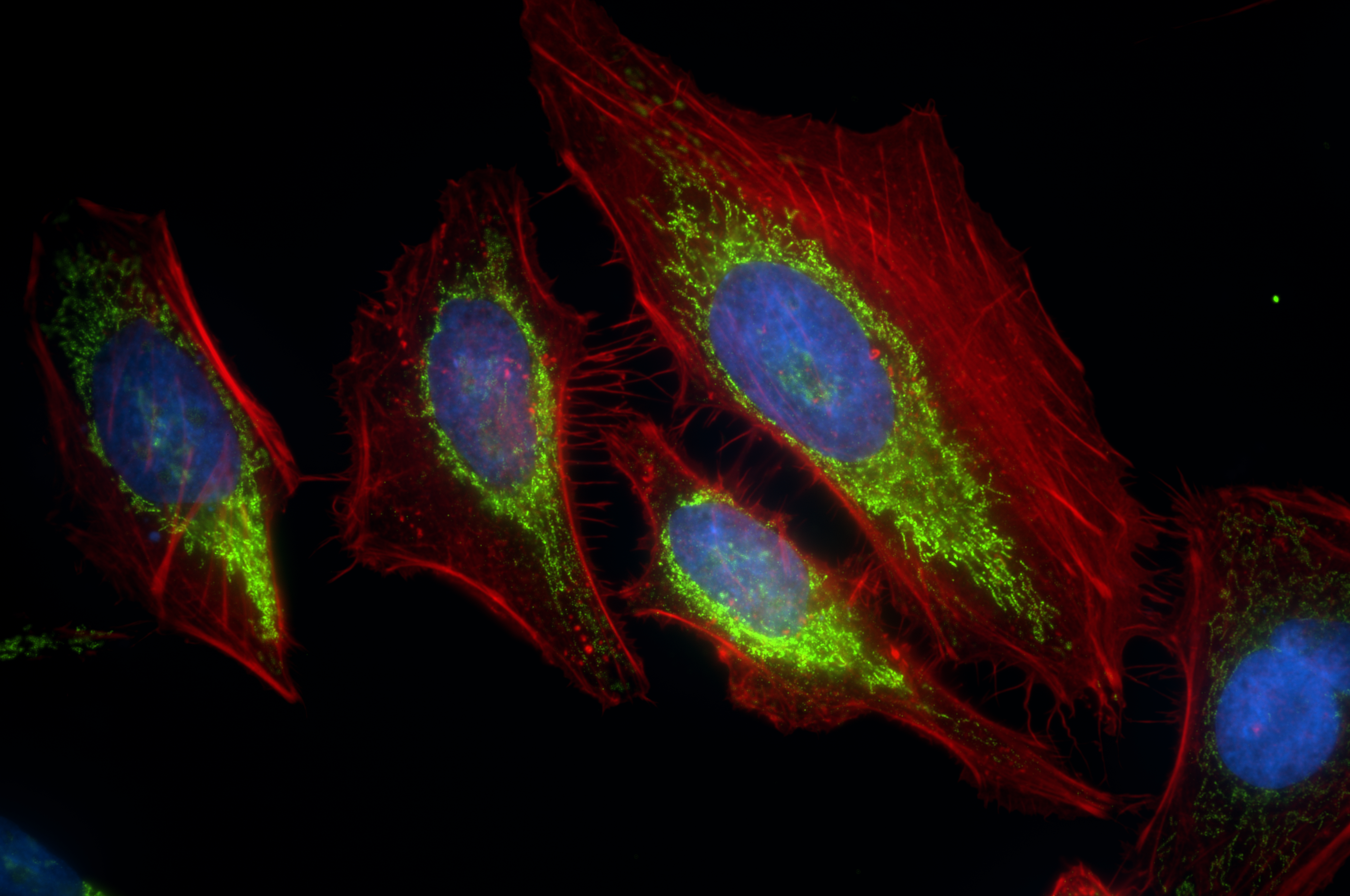 Immunofluorescence (IF) / fluorescent staining of HeLa cells using AIF Recombinant antibody (86156-1-RR)