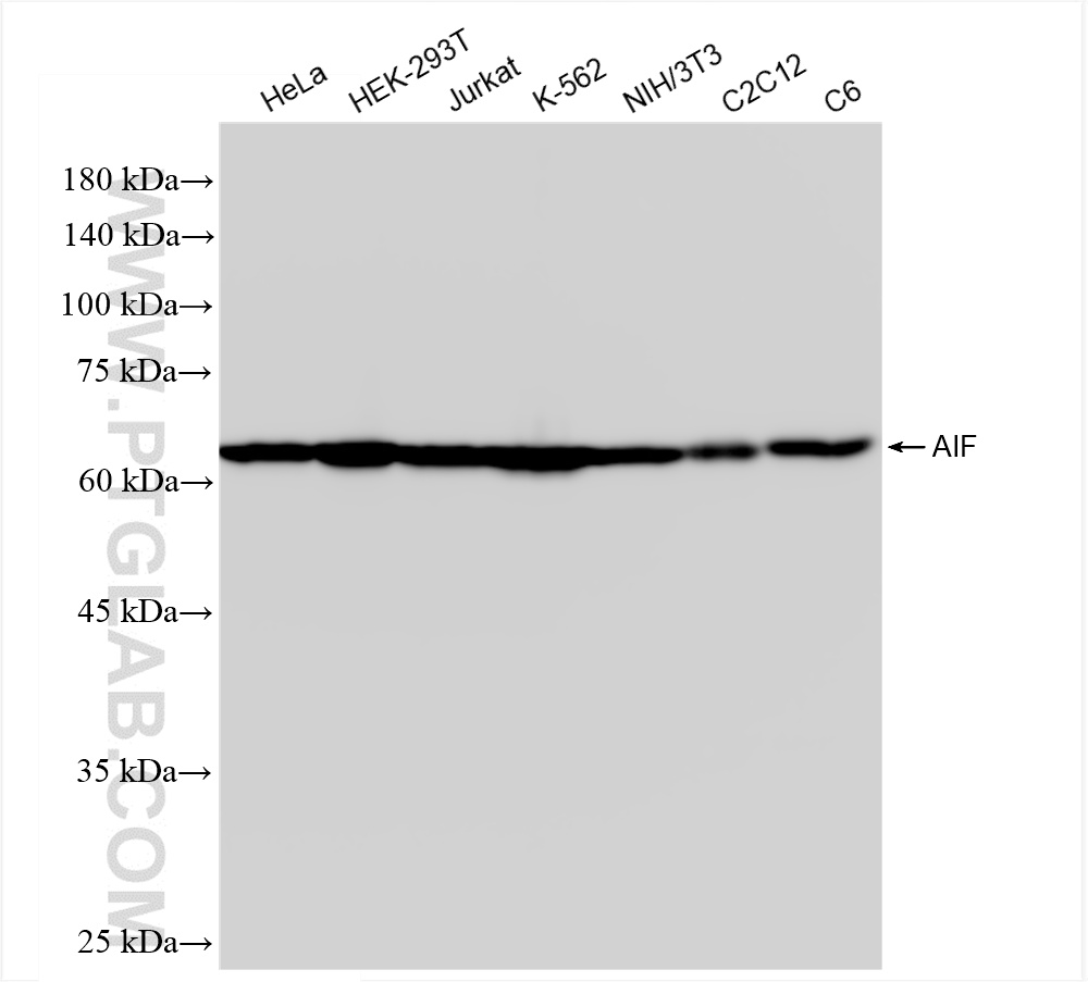 Western Blot (WB) analysis of various lysates using AIF Recombinant antibody (86156-3-RR)