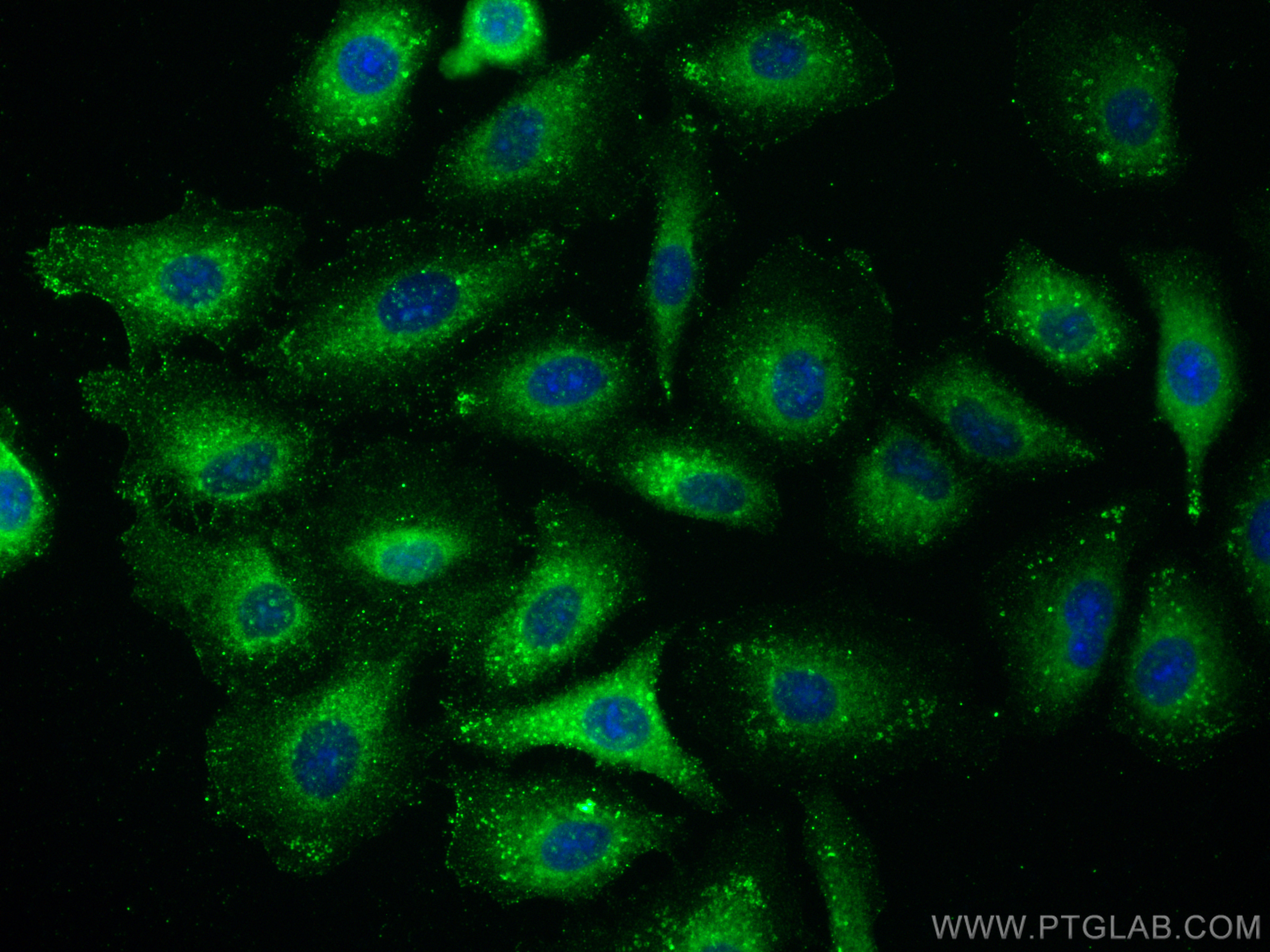 Immunofluorescence (IF) / fluorescent staining of A549 cells using AIFM2/ FSP1 Polyclonal antibody (20886-1-AP)