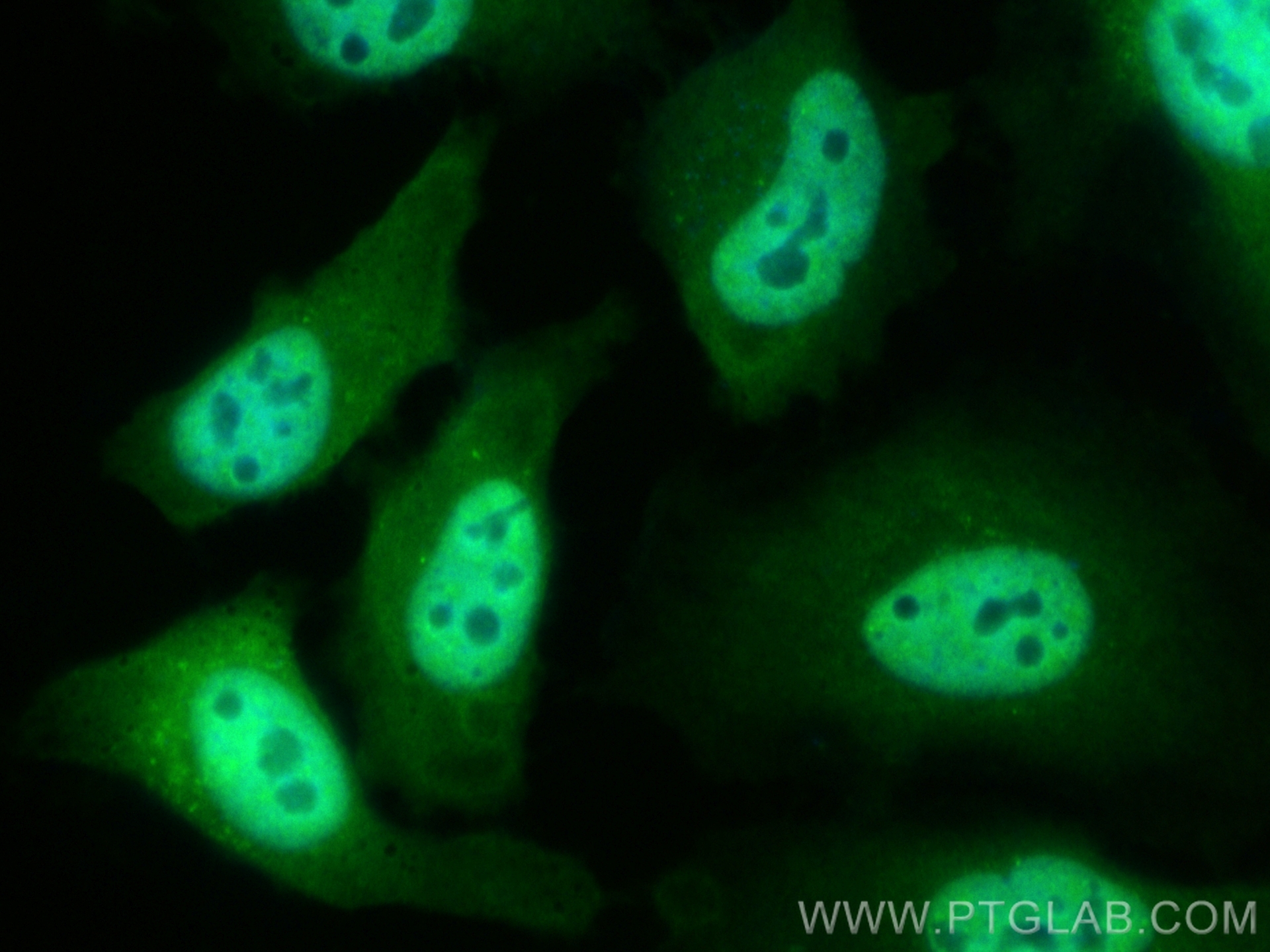 Immunofluorescence (IF) / fluorescent staining of HeLa cells using CoraLite® Plus 488-conjugated AIRE Monoclonal anti (CL488-66262)