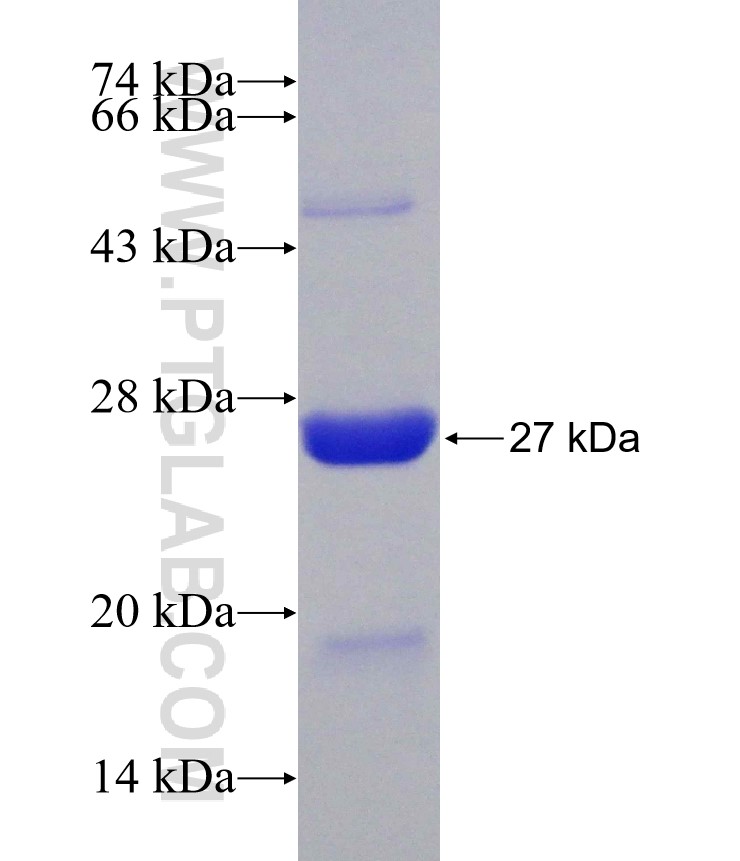 AK1 fusion protein Ag6751 SDS-PAGE