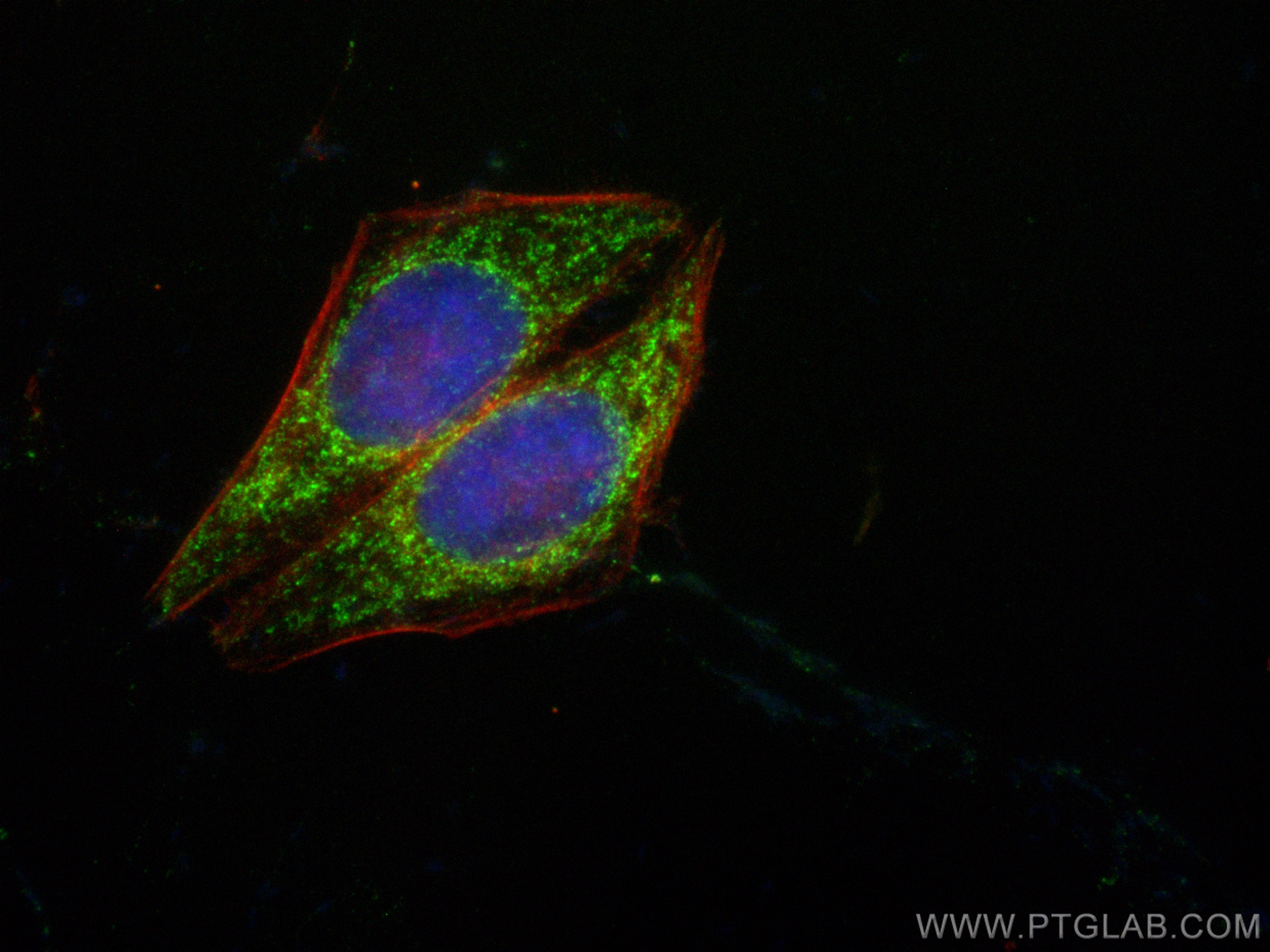Immunofluorescence (IF) / fluorescent staining of HepG2 cells using CoraLite® Plus 488-conjugated AK2 Polyclonal antib (CL488-11014)