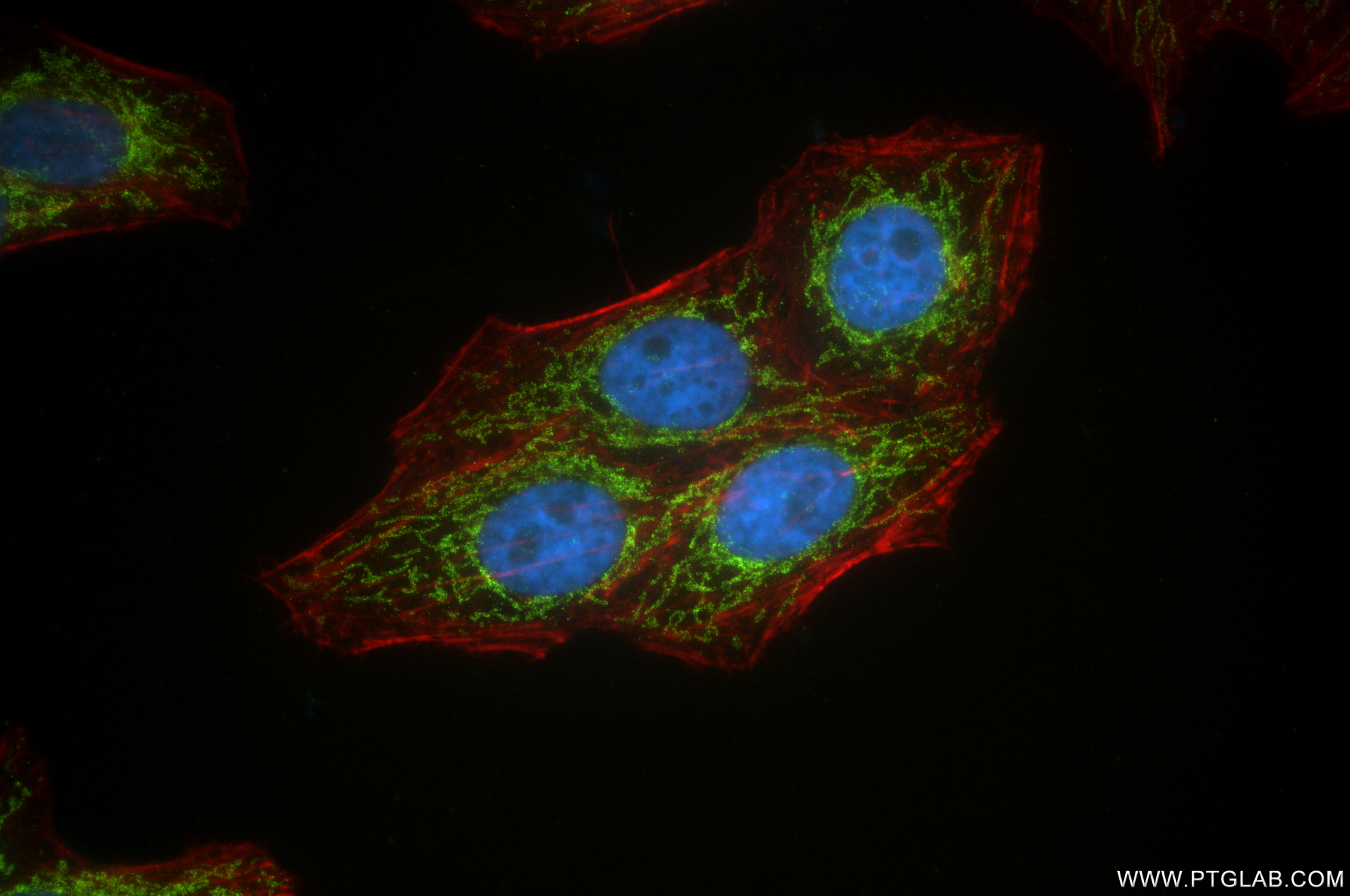 Immunofluorescence (IF) / fluorescent staining of HepG2 cells using AKAP1 Recombinant antibody (85119-2-RR)