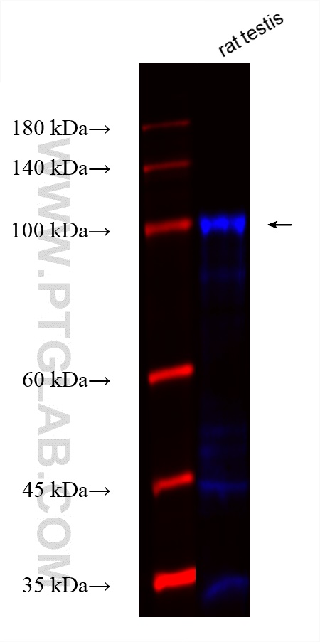 Western Blot (WB) analysis of various lysates using CoraLite® Plus 750-conjugated AKAP3 Recombinant an (CL750-82986)