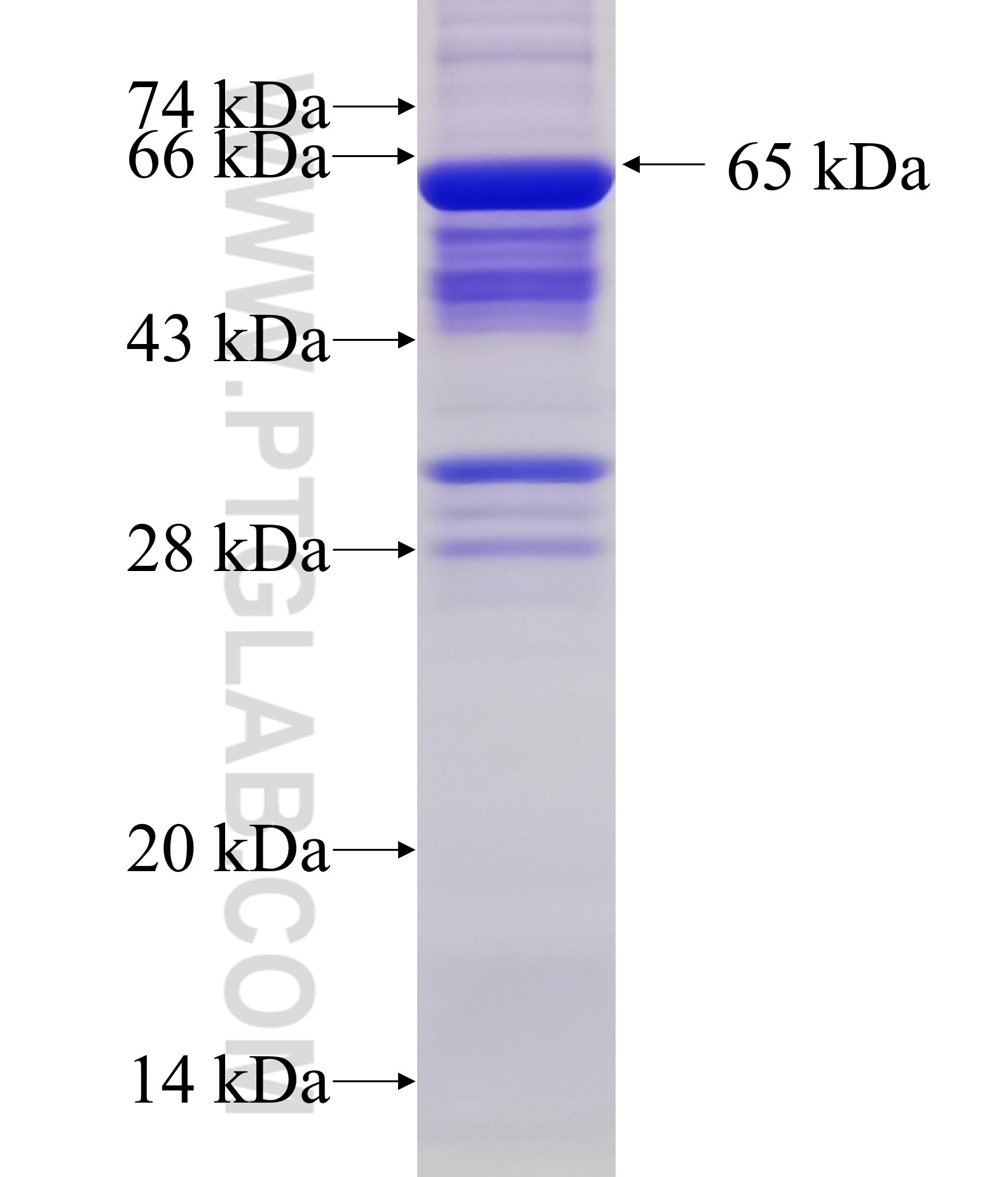 AKAP3 fusion protein Ag33655 SDS-PAGE