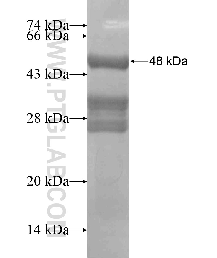 AKIRIN1 fusion protein Ag18530 SDS-PAGE