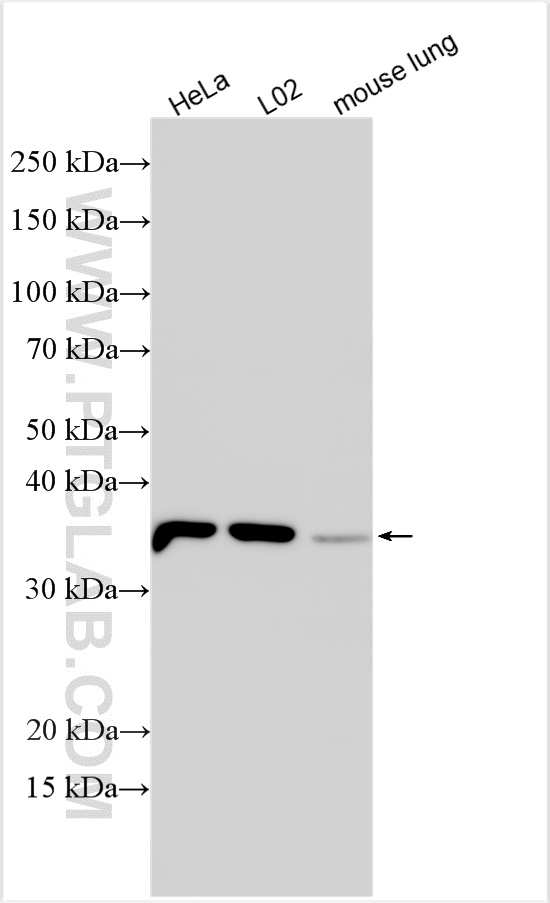 Western Blot (WB) analysis of various lysates using AKR1A1 Polyclonal antibody (15054-1-AP)