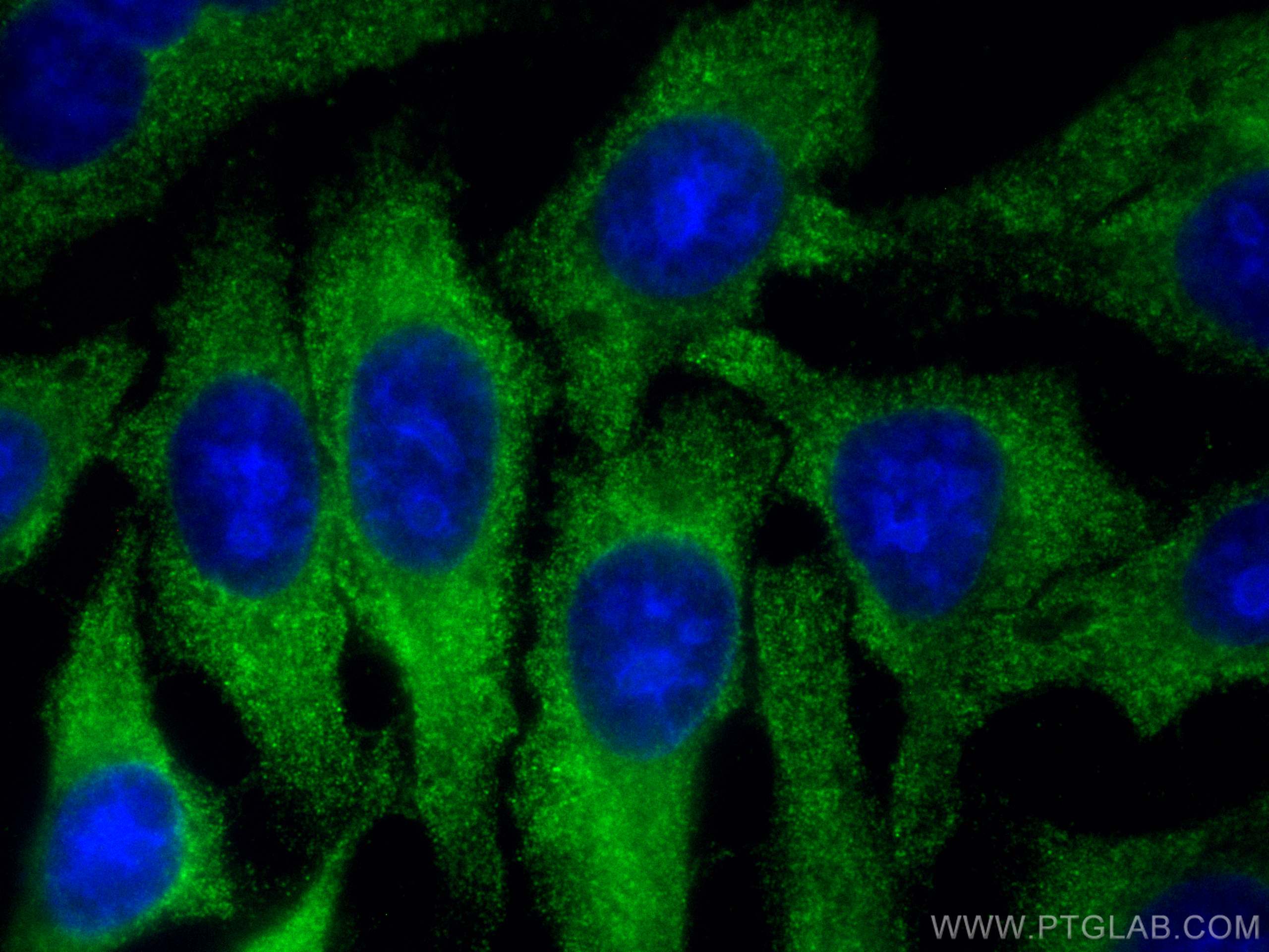 Immunofluorescence (IF) / fluorescent staining of HepG2 cells using CoraLite® Plus 488-conjugated AKR7A2 Monoclonal an (CL488-66677)