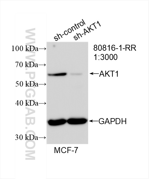 Western Blot (WB) analysis of MCF-7 cells using AKT1 Recombinant antibody (80816-1-RR)