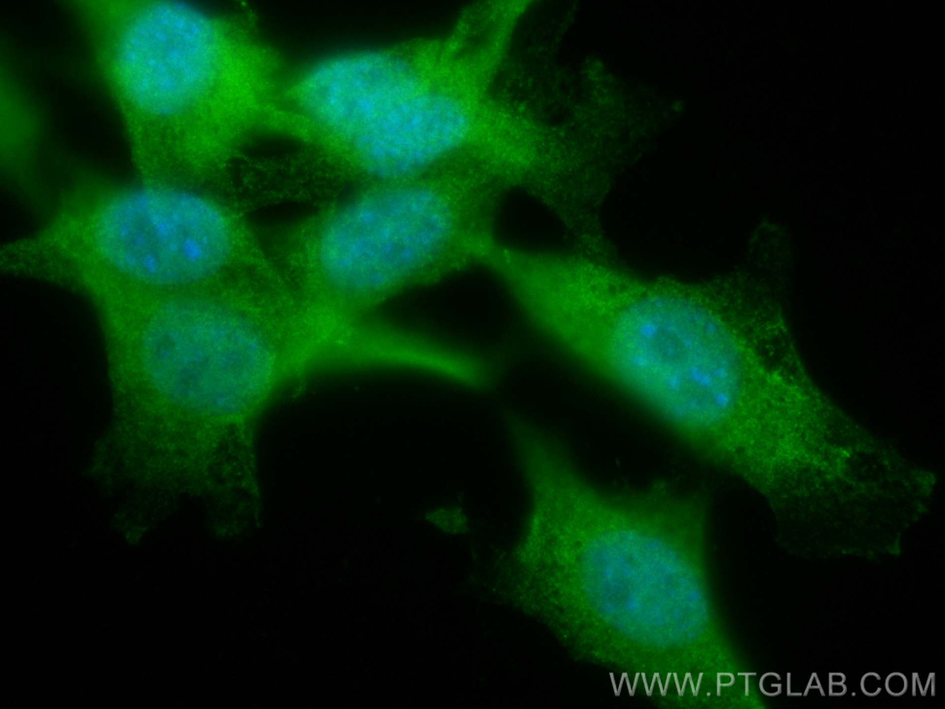 Immunofluorescence (IF) / fluorescent staining of NIH/3T3 cells using CoraLite® Plus 488-conjugated AKT2 Polyclonal anti (CL488-28113)