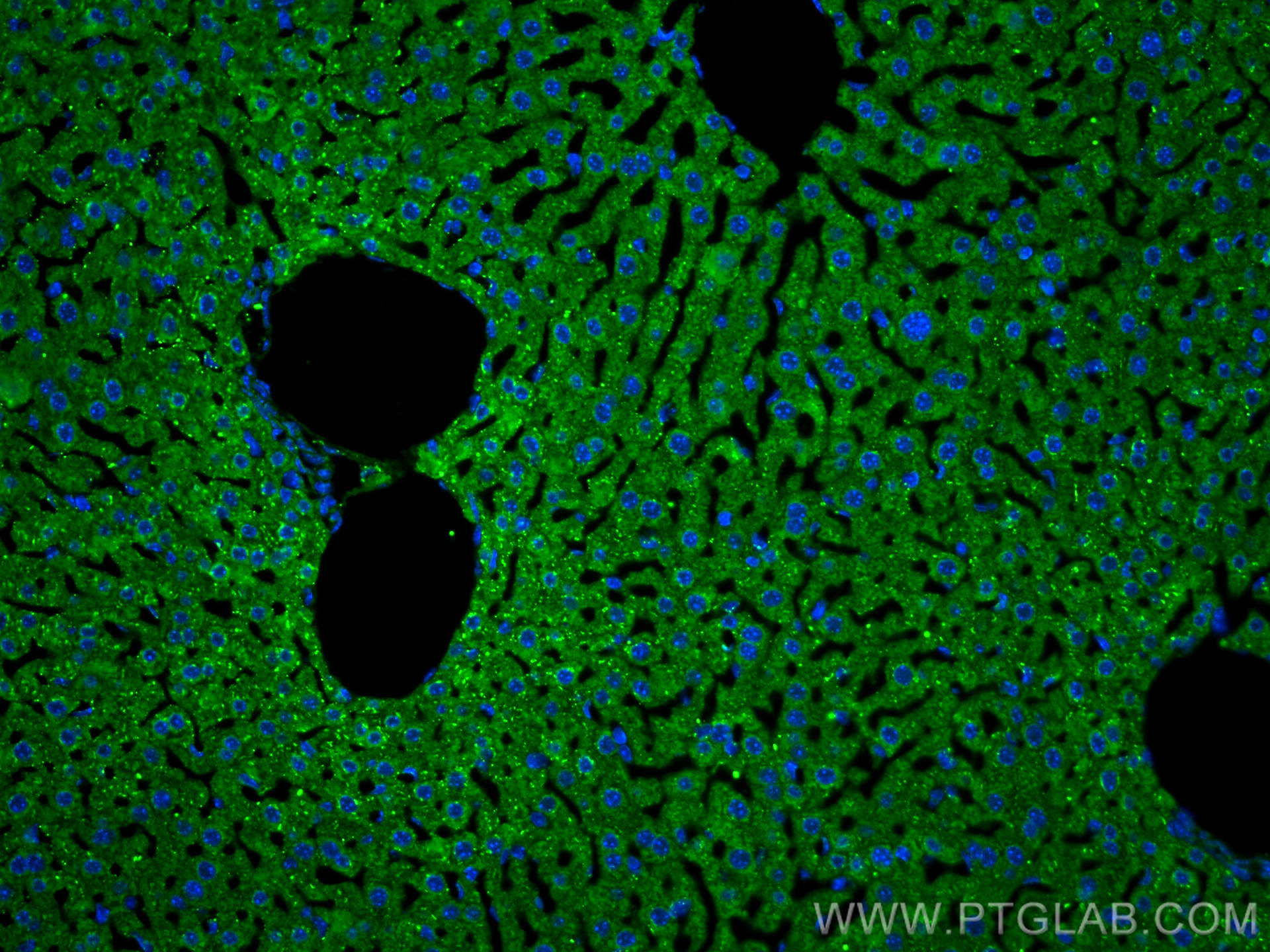 Immunofluorescence (IF) / fluorescent staining of mouse liver tissue using Albumin Polyclonal antibody (16475-1-AP)