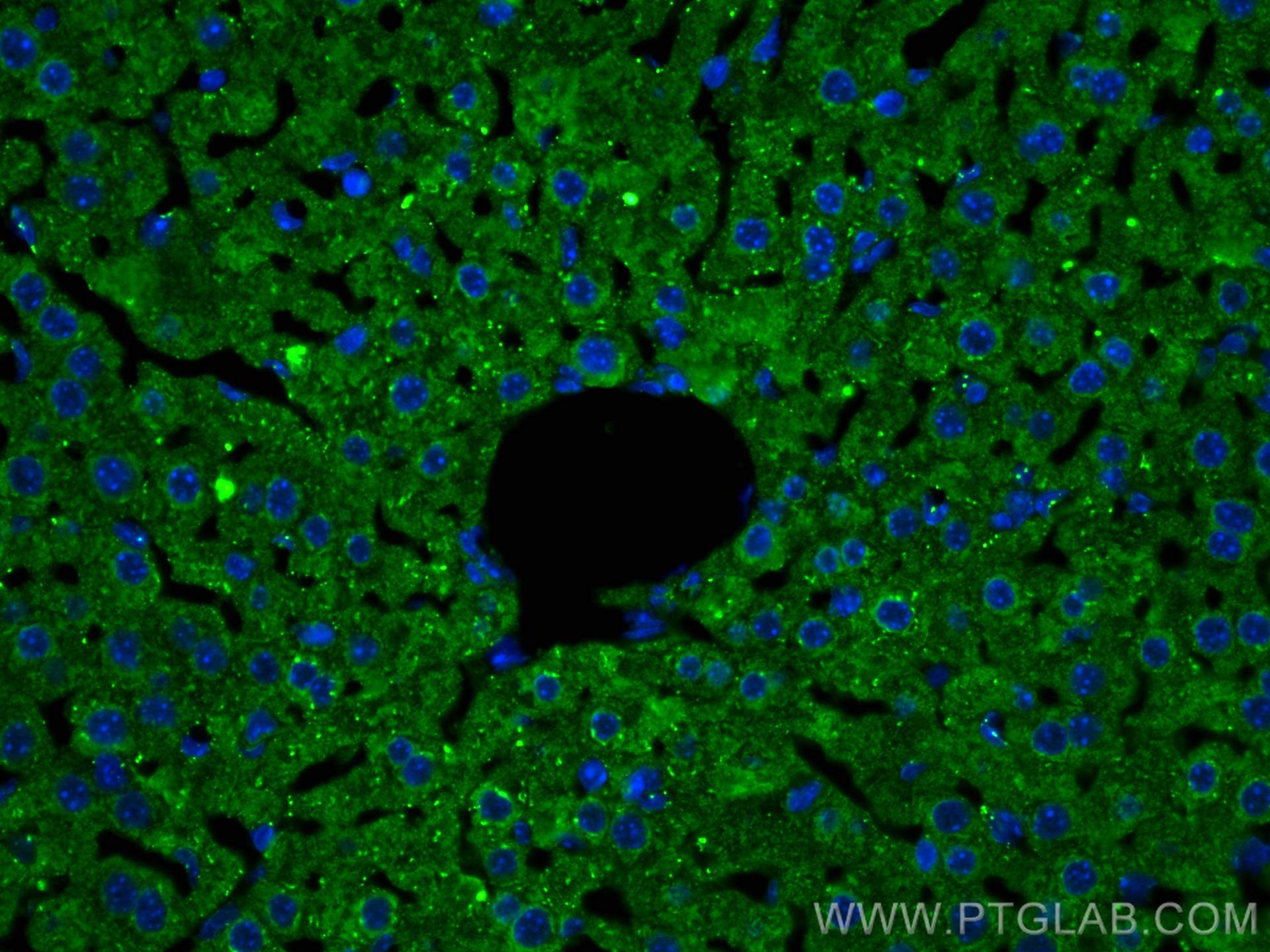 Immunofluorescence (IF) / fluorescent staining of mouse liver tissue using Albumin Polyclonal antibody (16475-1-AP)