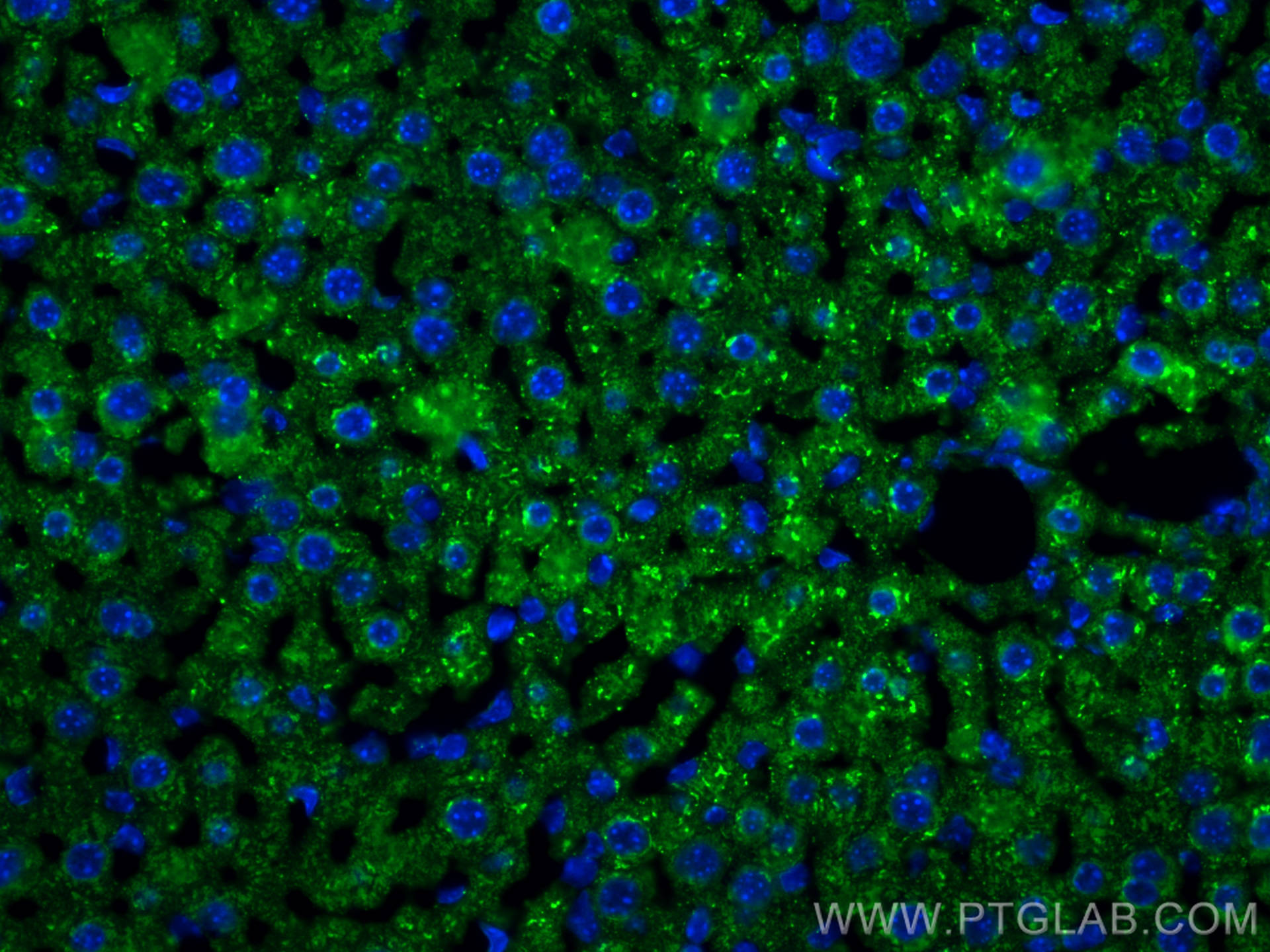 Immunofluorescence (IF) / fluorescent staining of mouse liver tissue using Albumin Polyclonal antibody (16475-1-AP)