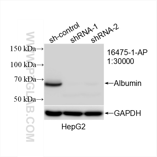 Western Blot (WB) analysis of HepG2 cells using Albumin Polyclonal antibody (16475-1-AP)