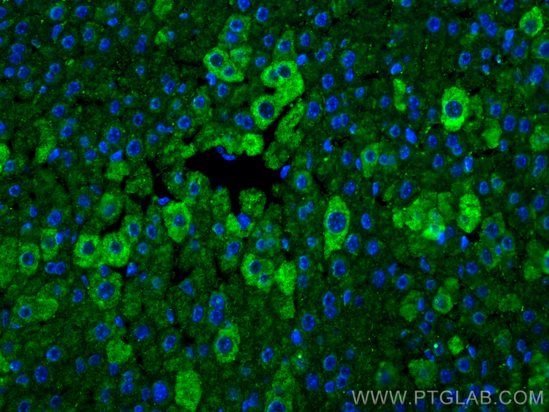 Immunofluorescence (IF) / fluorescent staining of mouse liver tissue using Albumin Monoclonal antibody (66051-1-Ig)