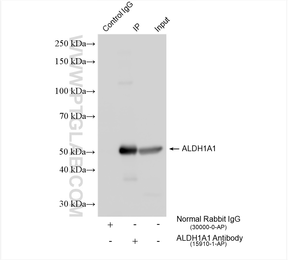 Immunoprecipitation (IP) experiment of mouse liver tissue using ALDH1A1 Polyclonal antibody (15910-1-AP)