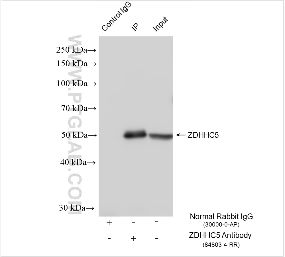 Immunoprecipitation (IP) experiment of mouse liver tissue using ALDH1A1 Polyclonal antibody (15910-1-AP)