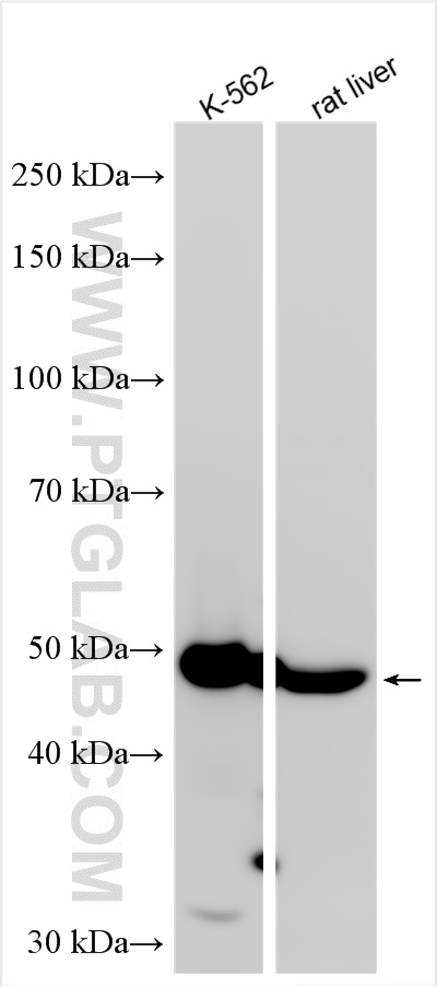 Western Blot (WB) analysis of various lysates using ALDH1A1 Polyclonal antibody (15910-1-AP)