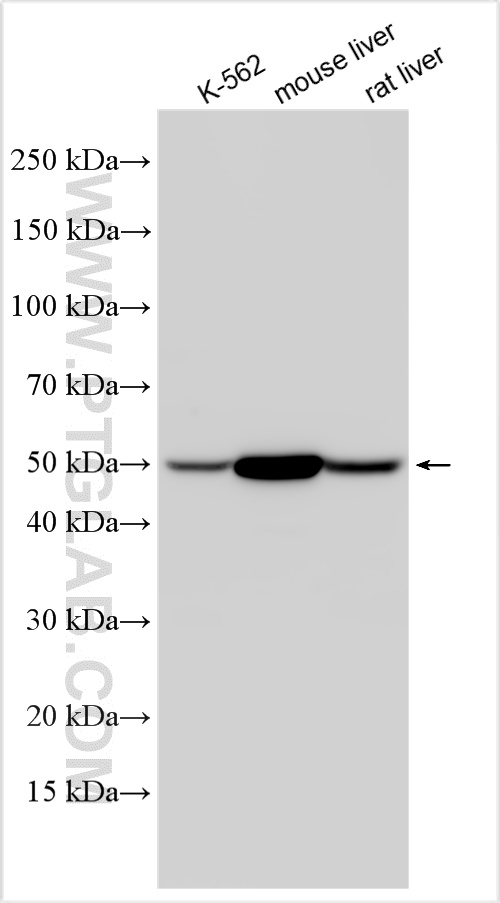 Western Blot (WB) analysis of various lysates using ALDH1A1 Polyclonal antibody (15910-1-AP)