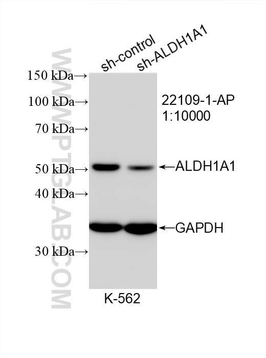 Western Blot (WB) analysis of K-562 cells using ALDH1A1-specific Polyclonal antibody (22109-1-AP)