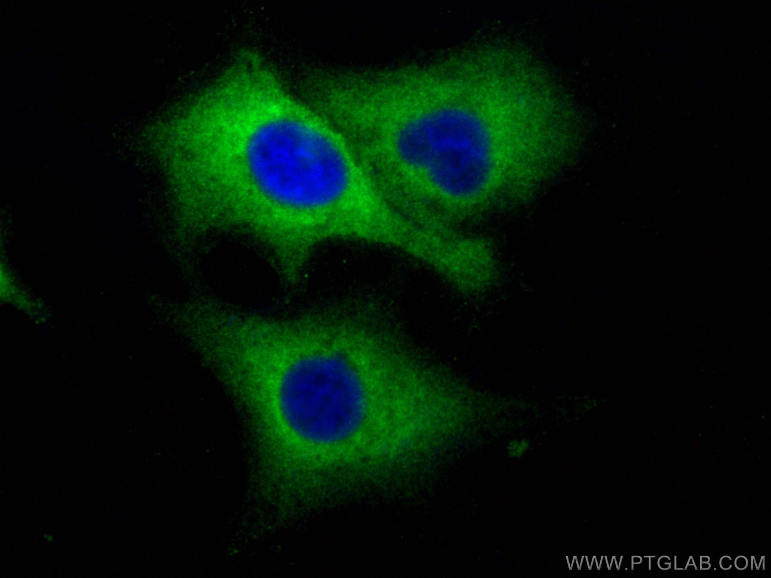 Immunofluorescence (IF) / fluorescent staining of A549 cells using ALDH1A3 Polyclonal antibody (25167-1-AP)