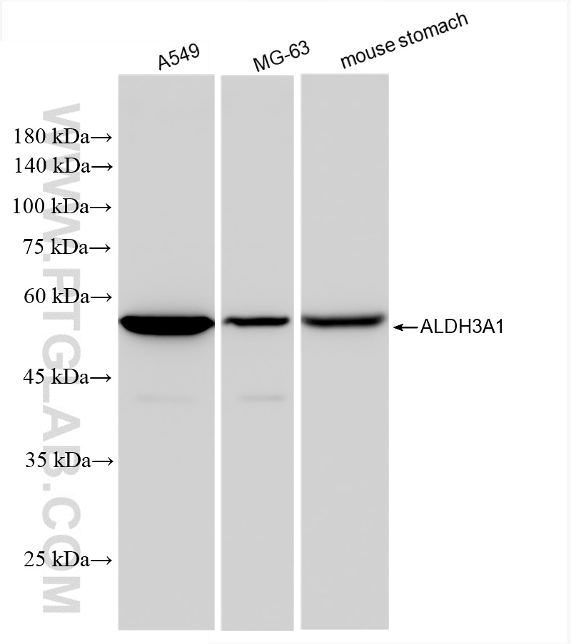 Western Blot (WB) analysis of various lysates using ALDH3A1 Recombinant antibody (85725-1-RR)