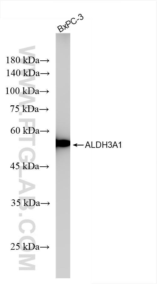 Western Blot (WB) analysis of BxPC-3 cells using ALDH3A1 Recombinant antibody (85725-1-RR)