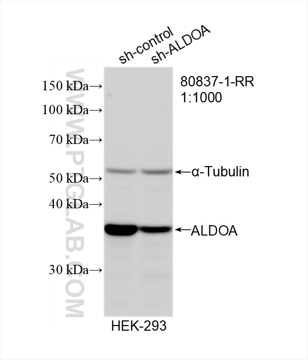 Western Blot (WB) analysis of HEK-293 cells using ALDOA Recombinant antibody (80837-1-RR)